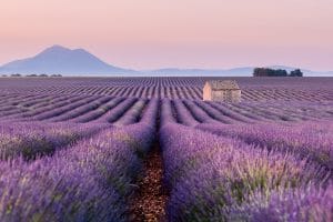 découvrez valensole, un pittoresque village niché au cœur de la provence, célèbre pour ses champs de lavandes à perte de vue. plongez dans l'atmosphère envoûtante de ses paysages colorés, savourez des spécialités locales et explorez l'authenticité de ce charmant village provençal. une expérience inoubliable au milieu des fragrances et des couleurs des lavandes.