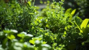 Dans le Var, découvrez un trésor caché : une source secrète au charme provençal