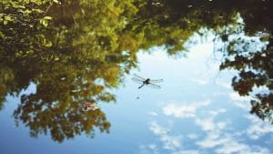 Quel secret caché le plan d'eau des Marres révèle-t-il lors de son entretien estival ?