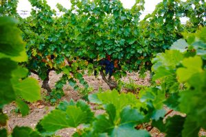 Les meilleures domaines viticoles à visiter proche de Sisteron